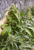 bud01.jpg