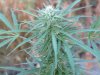 Weed Stuff 014.jpg