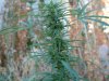Weed Stuff 011.jpg