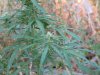 Weed Stuff 008.jpg