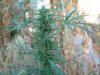 Weed Stuff 007.jpg