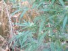 Weed Stuff 009.jpg
