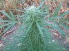 Weed Stuff 013.jpg
