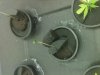 Seeds wk 1.0.jpg
