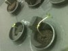 Seeds wk 1.2.jpg