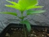 IMG_20110825_101534.jpg