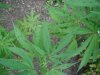 my plant 005.jpg