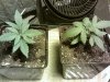 IMG_20110825_200514.jpg