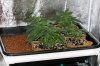 seeds 5.5 weeks old.jpg