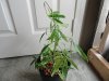DSC00919.jpg