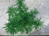 Flowers0006.jpg