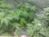 IMG_20110820_191929.jpg