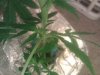 IMG_20110820_185757.jpg