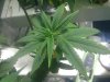 IMG_20110824_175139.jpg