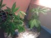 IMG_20110820_190151.jpg