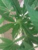 IMG_20110820_185748.jpg