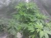 IMG_20110820_191932.jpg