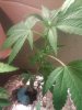 IMG_20110820_190024.jpg