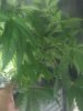 IMG_20110818_203715.jpg