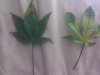 IMG_20110822_194141.jpg
