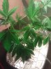IMG_20110820_190043.jpg