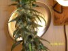 grow 2 017.jpg