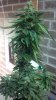 2011-08-27_16-16-36_548.jpg