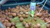 2011-08-27_21-22-47_82 DAY 12.JPG