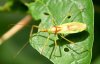 hem_assassin_bug1432.jpg