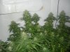 DSC00046.jpg
