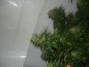 DSC00066.jpg