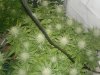 DSC00056.jpg