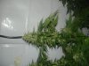 DSC00068.jpg