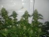 DSC00053.jpg
