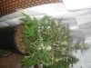 DSC00047.jpg