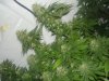 DSC00067.jpg