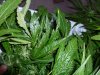 LeafMunchersB082711.jpg
