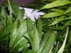 LeafMunchersC082711.jpg
