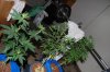 DSC_0136.jpg