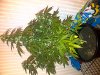IMG-20110827-00244.jpg