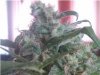 plant29th.jpg