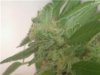plant229th.jpg