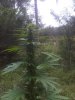 IMG00345-20110830-1319.jpg