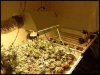 flower room.jpeg