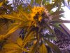 DSCN0589.jpg