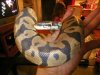 100_1611.jpg