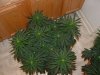 DSCF0033.jpg