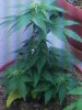 IMG_20110902_202326.jpg