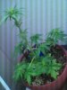 IMG_20110902_202615.jpg