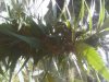IMG00356-20110903-1622.jpg